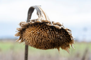 Sonnenblumenfeld mit vertrockneten Sonnenblumen (Helianthus annuus). Sonnenblumenfeld mit vertrockneten Sonnenblumen (Helianthus annuus).